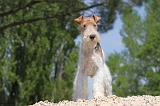 FOX TERRIER 251